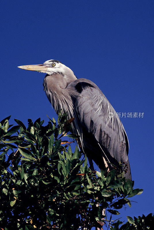 Great Blue Heron eyeing photographer